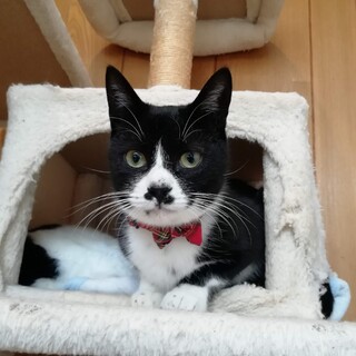 ダンディー顔の甘えん坊、つーさん１１カ月です！