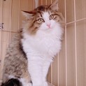ふわふわプリンス・マロンくん❣