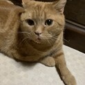 交渉中