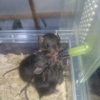 ファンシーラット 赤ちゃん 