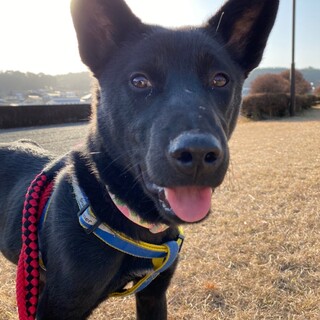 犬舎満杯。家族として迎えてください。