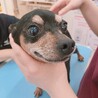 人懐っこい甘えん坊ミニピン♂️ピンタ サムネイル2