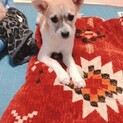 甘えたいけど気弱なミックス仔犬男の子8ヶ月ぐらい
