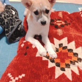 甘えたいけど気弱なミックス仔犬男の子8ヶ月ぐらい