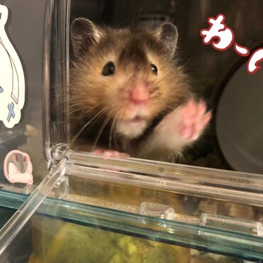 明後日はショコラちゃんのお誕生日ですね✨