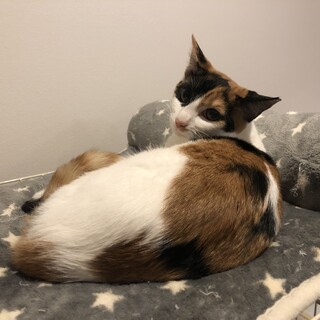 ミケ（おから）と黒猫（ひじき）の美人姉妹の里親募集