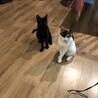 ミケ（おから）と黒猫（ひじき）の美人姉妹の里親募集 サムネイル6