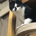 お習字してて墨ついちゃった！　福々ちゃん