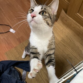 べったりスリスリ家庭内ストーカーのタビ♂