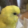エピ