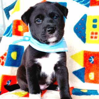 大きくなりそう！貫禄たっぷり"黒川官兵衛くん"