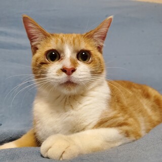 10ヶ月の甘えん坊な男の子♪︎　※猫エイズキャリア