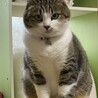 ニャー。