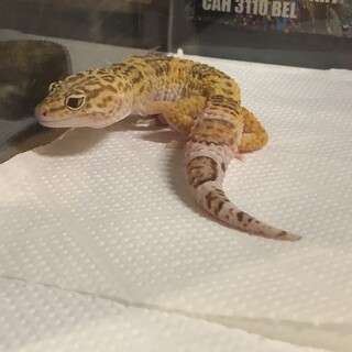 レオパードゲッコー