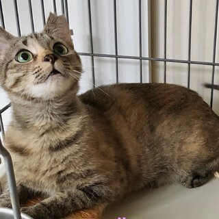 世話好きな女の子、麦わらのエールちゃん