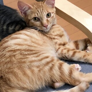 人なれした子猫です　茶トラ　生後5～6か月