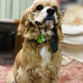 アメリカンコッカースパニエルのバフくん