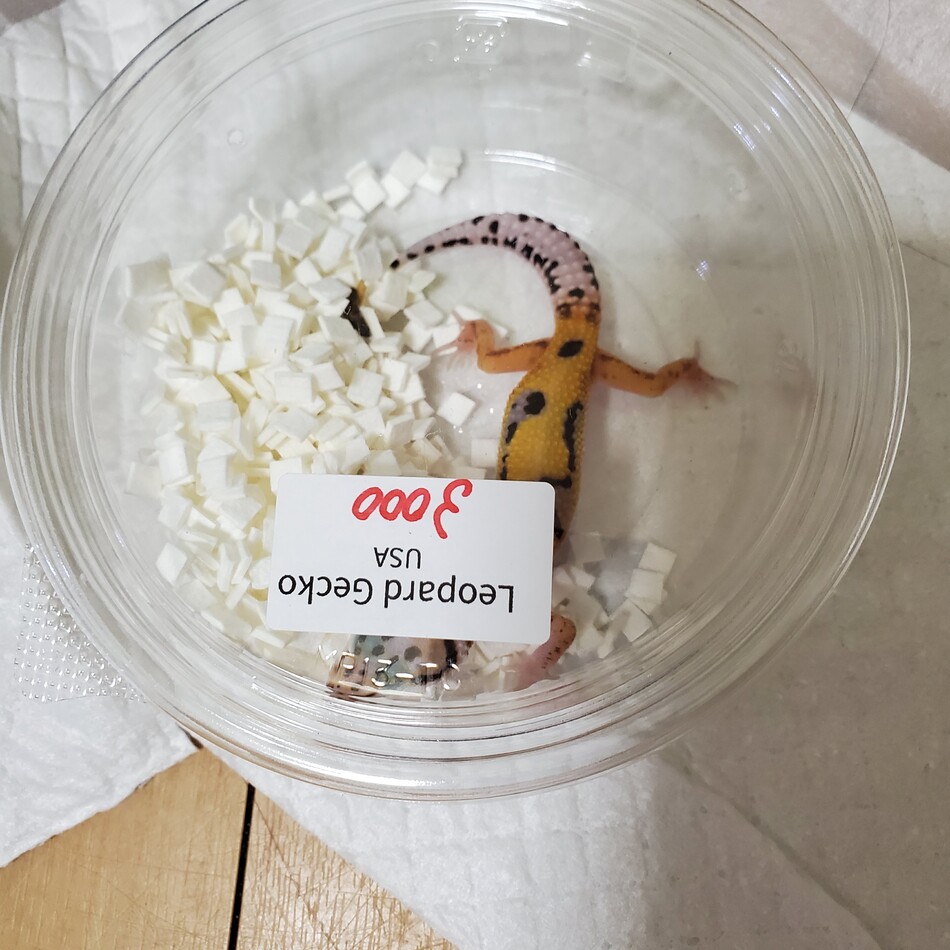 マスタードのカバー写真
