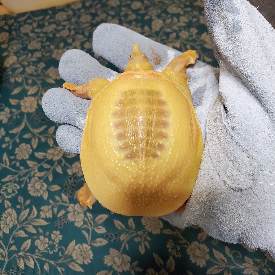 しらたまのカバー写真