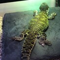 モロッコサバクトゲオアガマ