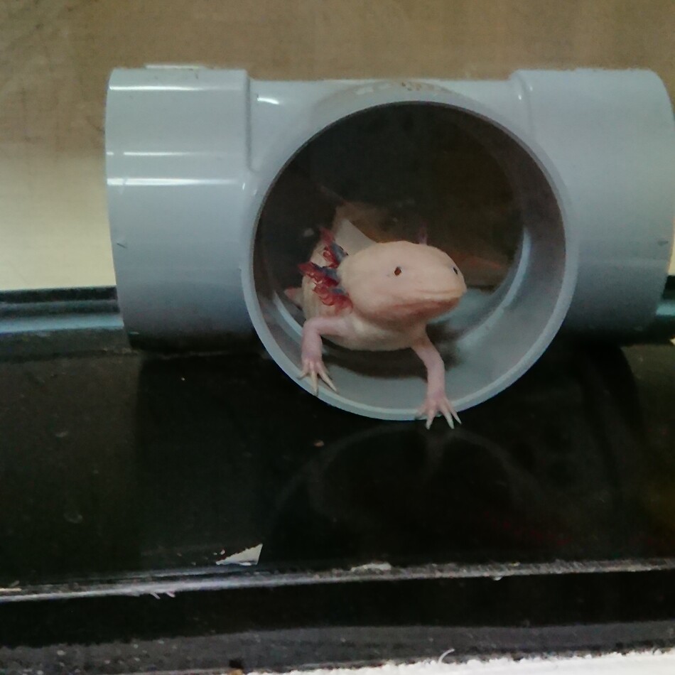 ルパンのカバー写真