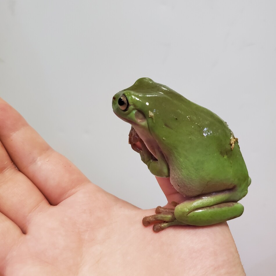 さなえちゃんのカバー写真