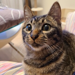 性格はなまる♪ゴロゴロ甘えん坊ボーイ！