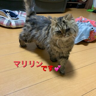 募集一旦停止。人懐こい女の子、ブリーダーレスキュー