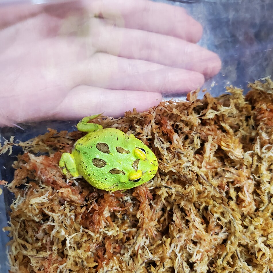ソラマメのカバー写真