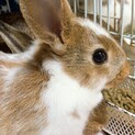 ミニうさぎ