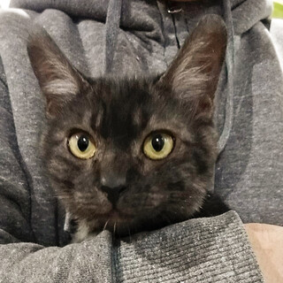 募集一時停止　ブラックスモーク⭐️スーモ