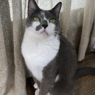 1匹飼い希望♪デビちゃん