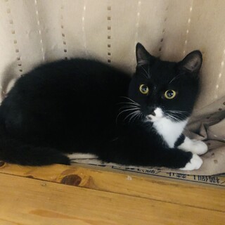 キュートなお顔とおてて　寿々（ジュジュ）ちゃん