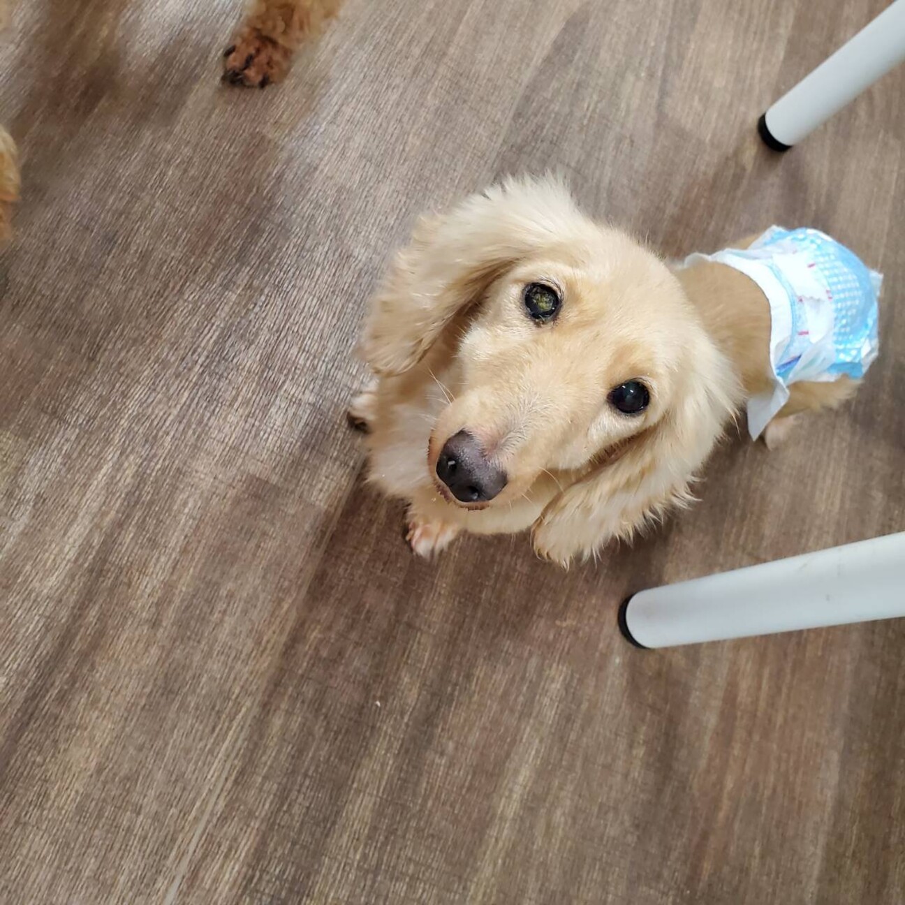 あまね 甘えん坊すぎるダ 東京都 犬の里親募集 ペットのおうち 月間利用者150万人