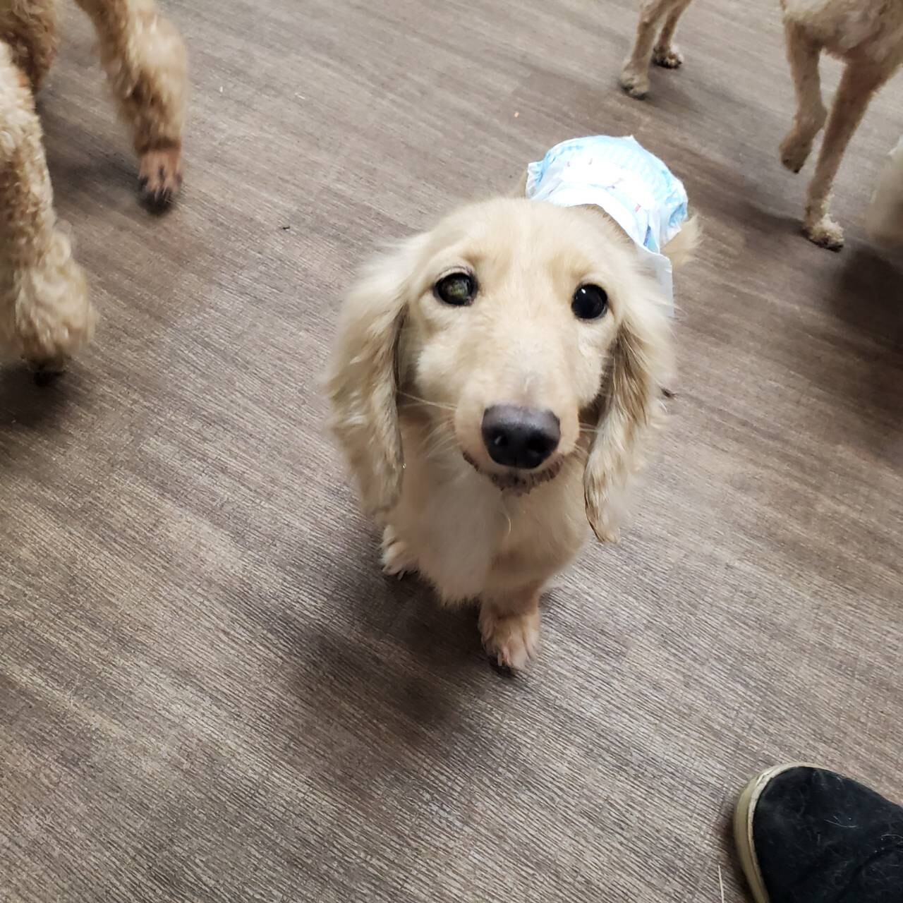 Jpsipokerqlax 最も人気のある 犬 甘えん坊すぎる 2699 犬 甘えん坊すぎる