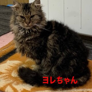 募集一旦停止。人大好き！ウェーブヘアの女の子！