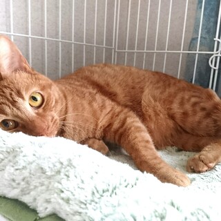 すりすり大好き　なるとくん