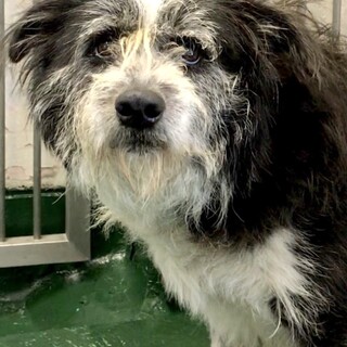 収容期間を超過／テリア系雑種成犬オス