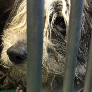 収容期間を超過／テリア系雑種成犬メス