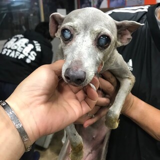 20-W890　イタグレ家族を探しています。