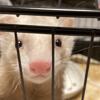 元気なフェレットの男の子です、現在交渉中