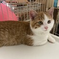 【ありがとうございました】機嫌ごーちゃん