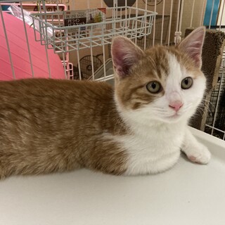 【ありがとうございました】機嫌ごーちゃん