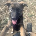人懐こくて元気な保護犬を迎えませんか？♀