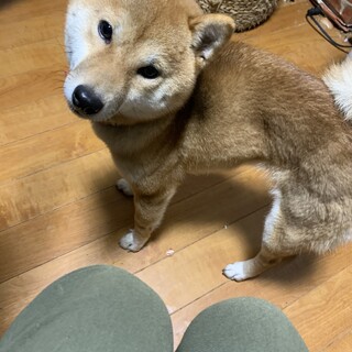 賢くて元気な柴犬♀