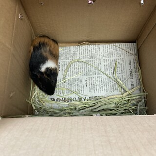 モルモットメス