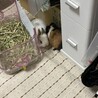 モルモットメス サムネイル2