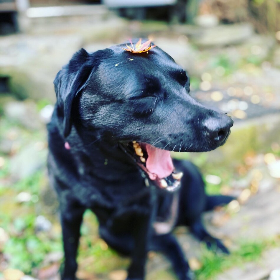 レイラのカバー写真