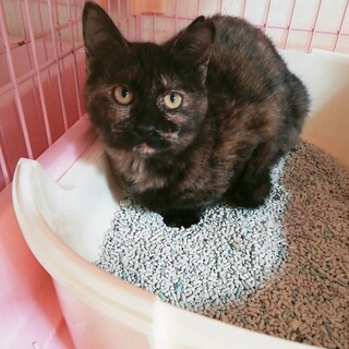 募集停止　小さなさび猫ゴミと糞尿の倉庫へリリース