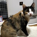 リコです！家族になってくれる方を募集してます！！